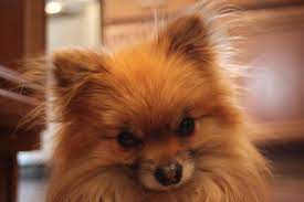 How Long Do Pomeranians Live Pommy Mommy