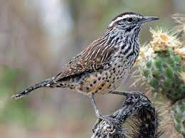 The parks offer great habitat throughout the state in a variety of environments so it may seem like a daunting task to find, identify, and enjoy particular bird species. Arizona State Bird Cactus Wren 50states Com