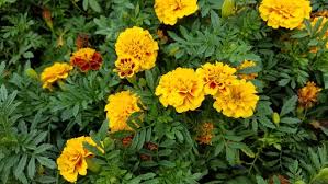 It's easy to grow, attracts pollinators, and does well in florida's hot and humid weather. July S Hot Weather Perfect For Pruning And Planting