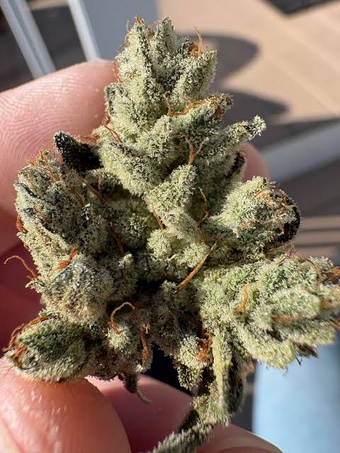Tête de fleur Gorilla Glue #4 dense couverte de trichomes collants