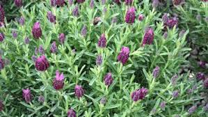 Im topf gehaltener lavendel kann dagegen keine lange pfahlwurzel ausbilden und sollte deshalb regelmäßiger gegossen werden. Schopflavendel Heimhelden