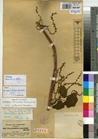 Image result for Chasmanthera dependens