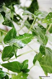 Easy Tip To Keep Your Ivy Plant Fresh All Year Thistlewood Farms Ivy Plant Indoor Plants Ivy Plants