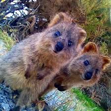 Quokkas Funny Animal Photos Cute Animals Australian Animals