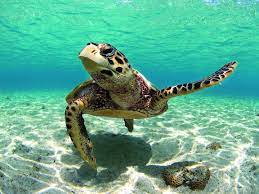 Pin By Maryann Toffoletto On Creatures Of All Kinds Sea Animals Ocean Creatures Marine Animals