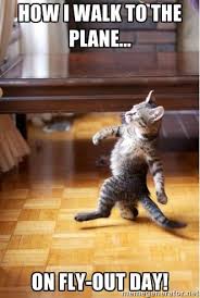 Fly Day Meme Google Search Funny Pictures Funny Animal Pictures Animals