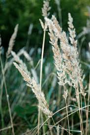 Image result for Agrostis epigejos