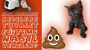 Kedilere Tuvalet Egitimi Nasil Verilir Nasil Temizlenir Youtube