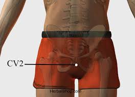 Acupressure Point Cv2 Herbalshop