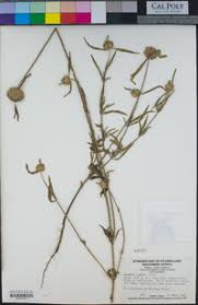 Image result for Achyrospermum laterale