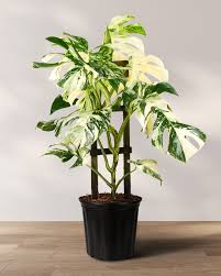 Image result for Selago albomarginata