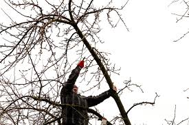 Wann in ihrem garten der baumschnitt stattfinden soll, hängt unter anderem auch von der nachdem sie entschieden haben, bis wann sie an ihren bäumen den baumschnitt vornehmen. Geregelter Baumschnitt