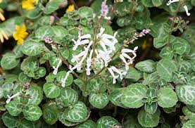 Image result for Plectranthus alboviolaceus