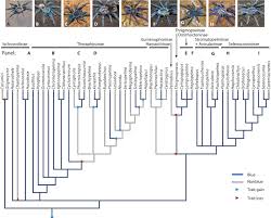 Blue Reflectance In Tarantulas Is Evolutionarily Conserved