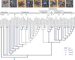 blue reflectance in tarantulas is evolutionarily conserved