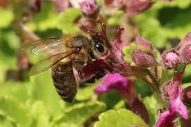 Hours may change under current circumstances Fall Forage For Bees What S Blooming Near You Honey Bee Suite