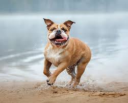 Maybe you would like to learn more about one of these? Pet Dental Care Surgery Veterinary Dentist In Berkeley