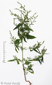 Image result for Atriplex patula