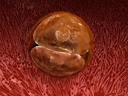 Image result for Zygotritonia