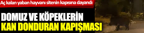 Domuz Ve Kopeklerin Kan Donduran Kapismasi