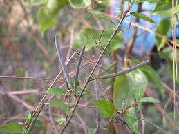 Image result for Corchorus schimperi