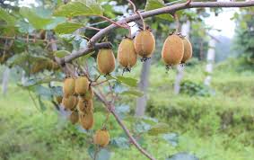 490,258 likes · 3,948 talking about this. Kiwi Farmers In Eastern Nepal Told Not To Harvest Fruits Until They Are Fully Ripened