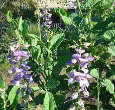 Image result for Crotalaria barkae