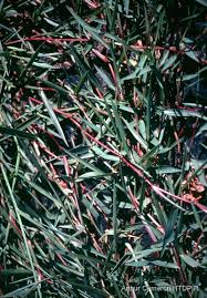 Image result for Urochloa dictyoneura
