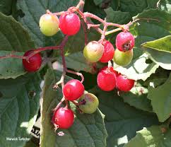 Image result for Cyphostemma lanigerum