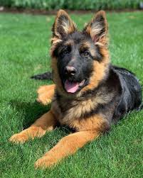 I Would Like To Introduce You To Our Newest Family Member Mollie She S A 4 Month Old Long Coat G German Shepherd Long Coat German Shepherd 4 Month Olds