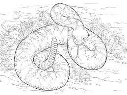 Rattlesnake Coloring Page Various Pose Educative Printable In 2020 Snake Coloring Pages Animal Coloring Pages Coloring Pages