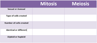 mitosis vs meiosis comparison chart