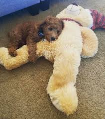 Here's how it works… apply now. Mini Goldendoodle Puppies For Sale In Golden Doodles Puppies Are Available For Rehoming Facebook