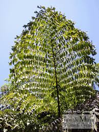 Image result for Caryota