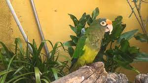 Periquito Frente Naranja Youtube