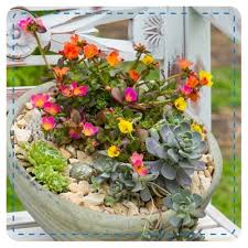 Purslane and portulaca are both flowered succulent plants that grow close to the ground (although some ornamental types of purslane tend to grow more upright). 6 Heat Loving Plant Combos For Containers My Garden Life