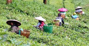 Pengunjung juga dapat melakukan tea walk atau menyusuri baca juga: Kebun Teh Puncak Bogor Picture Of Puncak West Java Tripadvisor