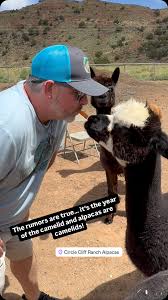 Celebrate the year of the camelid… visit your favorite alpaca ranch which  is OURS! #circlecliffranchalpacas #utahalpacas #alpacas #waynecountyutah  #capitolreefcountry #435alpacas ...