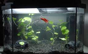 The right aquarium helps fish feel at home. Betta Fish Aquarium Decorations Vang Bettas