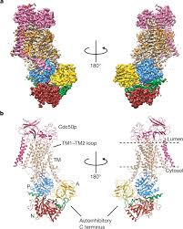 What is the bangkok p4p scene like? Structure And Autoregulation Of A P4 Atpase Lipid Flippase Nature