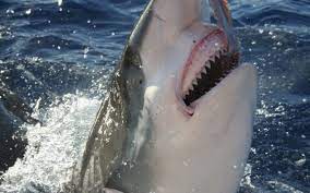 Does great white shark have family? How Many Teeth Do Sharks Have Wonderopolis