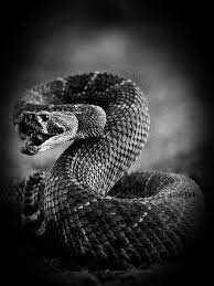 We've gathered more than 5 million images uploaded by our users and sorted them by the most popular ones. Gothdollysedits Snake Snake Art Scary Snakes