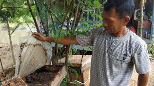Jika berminat ingin tahu lebih info tentang penternakan kelulut follow saya punya facebook page penterna kelulut dan madu. Sempat Dikira Kurang Waras Yani Sukses Jadi Pembudidaya Madu Di Hulu Sungai Tengah Banjarmasin Post