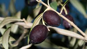 Image result for Olea chimanimani