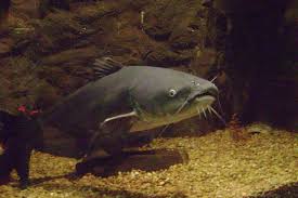 Partager sur twitter partager sur facebook partager sur pinterest. Lele Siluriformes Fakta Luar Biasa Ekolss Haiwan