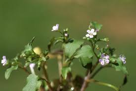 Image result for Montia