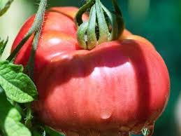 They can be built really quickly and there are lots of ways to build a raised bed for tomatoes and vegetables and the video below describes many of most common 6 plants should fit comfortably in a raised bed of this size. How Many Tomato Plants In A 4x4 Raised Bed