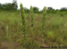 Image result for Sacciolepis indica