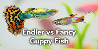 It has become famous due to its small size, peaceful temper, appealing appearance, and unpretentiousness. Endler Guppy Vs Fancy Guppy What Are The Differences Similarities