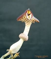 Image result for Ceropegia stenantha